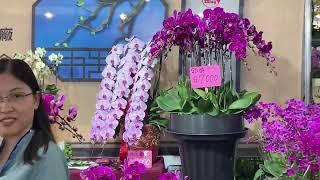 Orchid Hunters: TIOS 2024 Vendors