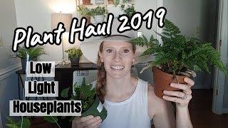 Low Light Plant Haul 2019 | Houseplant Haul 2019 | Low Light Houseplants | Plant Shopping