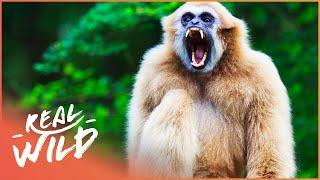 Gibbons: The Forgotten Apes In Peril (Wildlife Documentary)