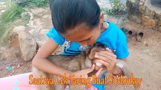 Beruk jinak Tame Monkey