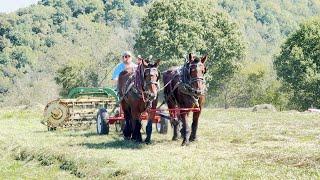 Horse Powered Farming at Cedar Creek Plow Day