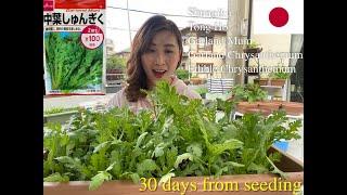 GARDEN VLOG EP.1(1) Grow Garland Chrysanthemum/Tongho/Shungiku/Edible Chrysanthemum/Crown Daisy...