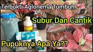 Pupuk Untuk Aglonema Yang Membuat Tanaman Jadi Subur Dan Cantik | Tyas Sisters