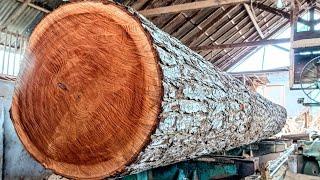 The monster mahogany log sawmill terrible & most expensive