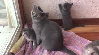 Scottish Fold girl Grace with straight ears talking to me  / Шотландская вислоухая |