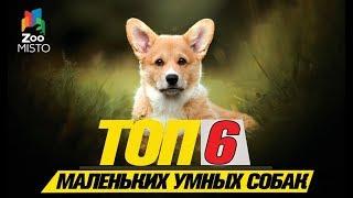 Топ 6 маленьких умных собак\Top 6 small smart dogs