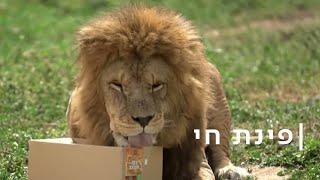 כדורגל והתפלשות בצואה: האריות שומרים על הגזרה