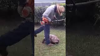 Speedy Tortoise Defends Yard Against Gardener!