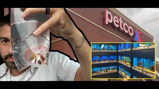 BUYING PLATY FISH AT PETCO