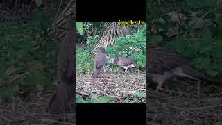 Spotted dove hunting