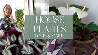 🪴 House Plant Tour & Care 🪴 Meet all the plants I keep in our home 🪴