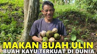 BERBURU BIBIT ULIN! BIBIT POHON KAYU TERKUAT DI DUNIA BERSAMA WARGA PUNAN BATU BULUNGAN KALIMANTAN