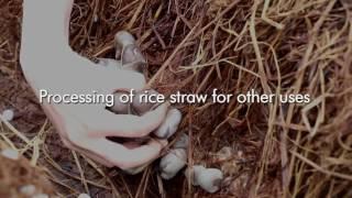 Technologies for Rice Straw Management