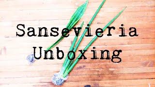 Sansevieria Unboxing | Plant Haul | Onine Plant Shopping | Bob Smoley's Garden World