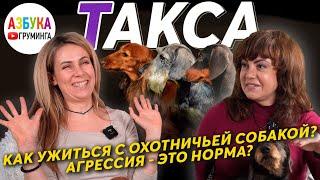 Такса - особенности породы, груминг и содержание. Как ужиться с охотничьей собакой?