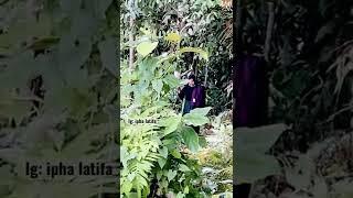 tersesat dalam hutan  #short