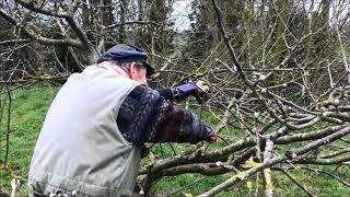 How to prune an old apple tree