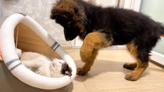 German Shepherd Puppy Wakes up Lazy Cat