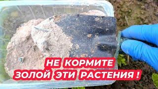 НИКОГДА НЕ КОРМИТЕ ЗОЛОЙ ЭТИ РАСТЕНИЯ чтобы не лишиться урожая!