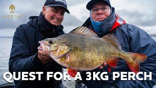 Fishing for World´s Biggest Perch | Westin Fishing