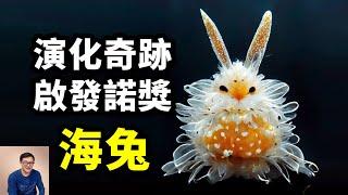 海兔：像外星生物一樣科幻，啓發了諾貝爾獎，海底的兔子竟如此神奇！【老肉雜談】#動物 #海洋生物 #海兔 #海蛞蝓 #海洋