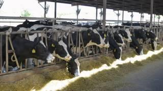 Fiscalini Farms Milks 1500 cows 3X per day