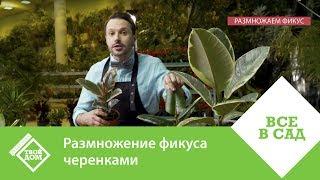 Размножение фикуса черенками