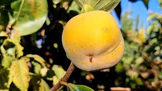 How to Choose the Right Persimmon Variety for Your Garden | How to Plant Persimmon