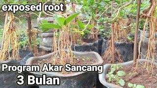 PROSES 3 BULAN. PROGRAM AKAR SANCANG.exposed root@yadisupriadionel7246