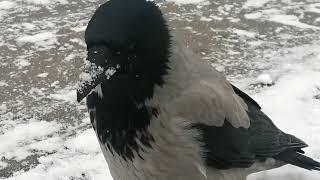 Вороны. Игры в сугробах и зимний маникюр / Hooded crows. Snow games and winter manicure