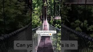 The Amazing Redwood Sky Walk at the Sequoia Park Zoo in Eureka