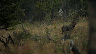 Jelenia ruja 2021 Orava - deer show. Wild animals and nature.