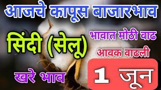 1 जून /आजचे सिंदी सेलू कापसाचे भाव/ भावात वाढ/ sindi cotton market /kapas #cotton