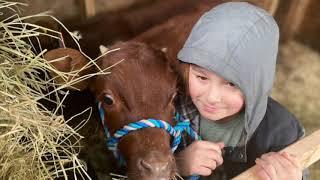 Training Working Steers from Unhandled Calves (Part I)