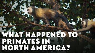 What Happened To Primates In North America?