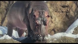 Hippos Enjoying Some Snow time - Cincinnati Zoo