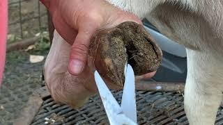 Basic Hoof Trimming - Boer Goats