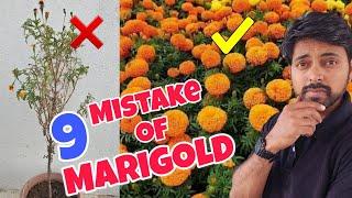 भूलकर भी ये 9 गलतियां Marigold के साथ ना करें