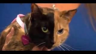 Meet Venus, The World's Only Known Two Faced Cat