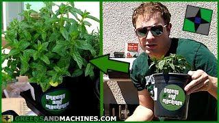 How to Grow Mint | Learn Herb Gardening with Greens and Machines