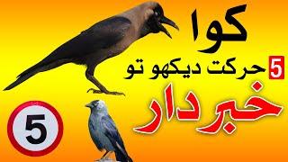 5 adat kawa Ki Dekho to Khabardar Crow | Mehrban Ali