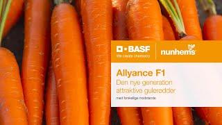 Allyance F1 | The new generation of attractive carrot