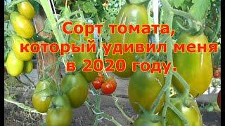 Сорт томата, который удивил меня в 2020 году