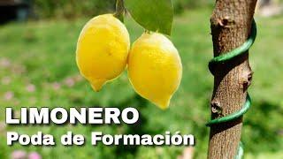 HOW TO PRUNE A LEMON TREE: everything you need to know  Citrus Formation Pruning️