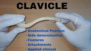 Clavicle Bone Demonstration || Anatomical Position | Attachments | Applied