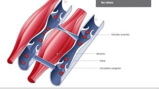 Guide Pathologie - Insuffisance veineuse