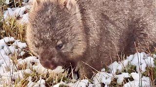 WOMBATS POOL visit REVIEW @ Overland Track Ronny Creek Cradle Mountain Tasmania Australia 