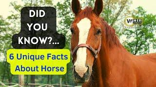 Did you know? Here are 6 Unique Facts About Horses (Whir Latandrank)