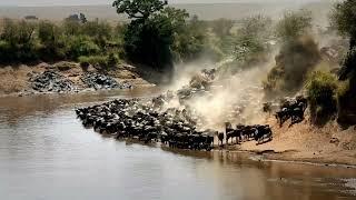 Wildebeest and Water: A Lifeline in the Dry Season - The Epic Quest for Survival a Scorching Sun