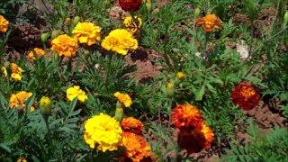 How to Grow Marigolds from Seed